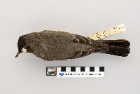 Turdus migratorius image