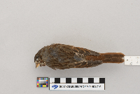 Passerella iliaca image