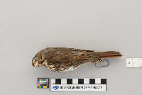 Passerella iliaca image