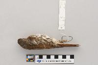 Passerella iliaca image