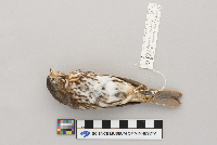 Passerella iliaca image