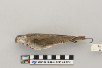 Catharus minimus image