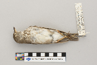 Catharus minimus image