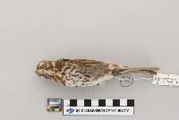 Passerella iliaca image