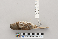 Passerella iliaca image