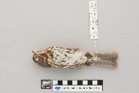 Passerella iliaca image