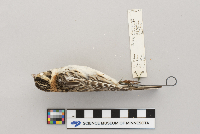 Calcarius lapponicus image