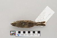 Passerculus sandwichensis image