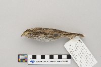 Passerculus sandwichensis image