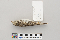 Passerculus sandwichensis image