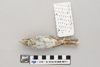 Passerculus sandwichensis image