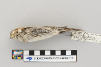 Calcarius lapponicus image