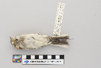 Calcarius lapponicus image