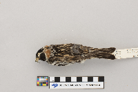 Calcarius lapponicus image