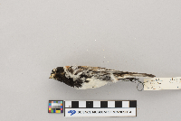 Calcarius lapponicus image