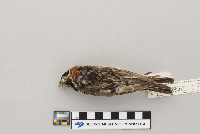 Calcarius lapponicus image