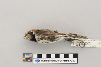 Calcarius lapponicus image