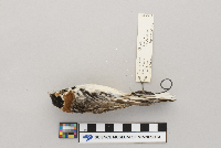 Calcarius lapponicus image