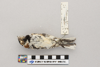 Calcarius lapponicus image