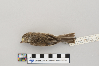 Passerculus sandwichensis image