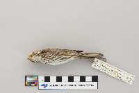 Passerculus sandwichensis image