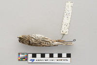 Passerculus sandwichensis image
