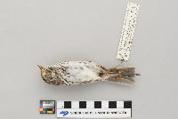 Passerculus sandwichensis image