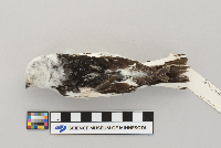 Plectrophenax nivalis image