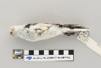 Plectrophenax nivalis image