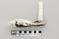 Plectrophenax nivalis image
