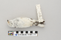 Plectrophenax nivalis image