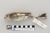 Plectrophenax nivalis image
