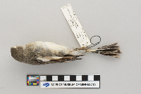 Plectrophenax nivalis image