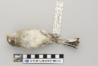 Plectrophenax nivalis image