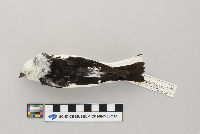 Plectrophenax nivalis image