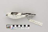 Plectrophenax nivalis image
