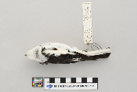 Plectrophenax nivalis image