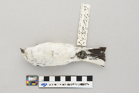 Plectrophenax nivalis image