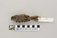 Spizelloides arborea image