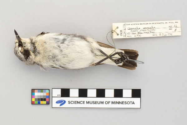 Oenanthe oenanthe image