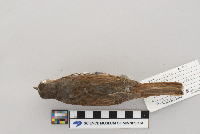 Passerella iliaca image