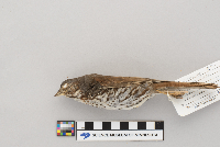 Passerella iliaca image