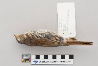 Passerella iliaca image