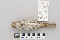 Passerella iliaca image