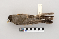 Turdus migratorius image