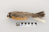 Turdus migratorius image