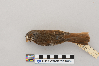 Passerella iliaca image