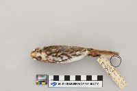 Passerella iliaca image