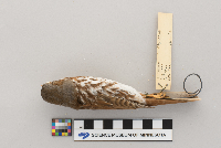 Passerella iliaca image