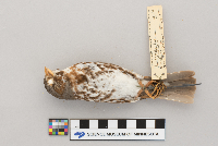 Passerella iliaca image